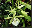 Enc adenocaula x Prosthechea mariae * Omar Eduardo Rocha * Omar Eduardo Rocha
